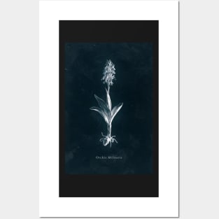 Cyanotype - Orchis Militaris Posters and Art